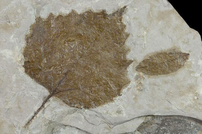 Fossil Sycamore Leaf (Platanus) & Friend - Nebraska #133008